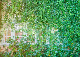 conceptual image green grass and wall