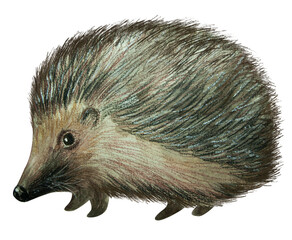 Watercolor hand drawn hedgehog, illustration, decorative, invitation card, forest animal