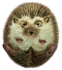 Watercolor hand drawn hedgehog, illustration, decorative, invitation card, forest animal