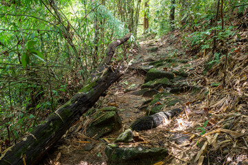 Fototapeta premium Beautiful trail scene misty old forest
