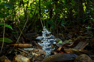Mushrooms on the forest floor