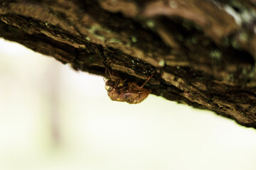 蝉の蛹