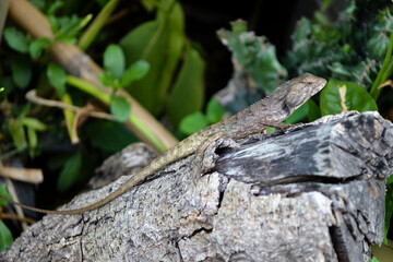 A chameleon perched on a log on a natural background.