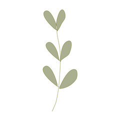 green plant isolated on transparent 