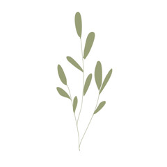 plant isolated on transparent background