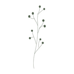 plant isolated on transparent  background