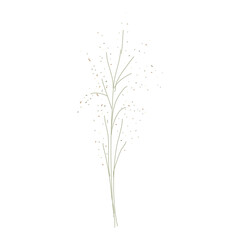 grass isolated on transparent 