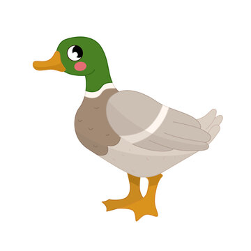 Vector illustration of cartoon cute duck isolated on white background. 