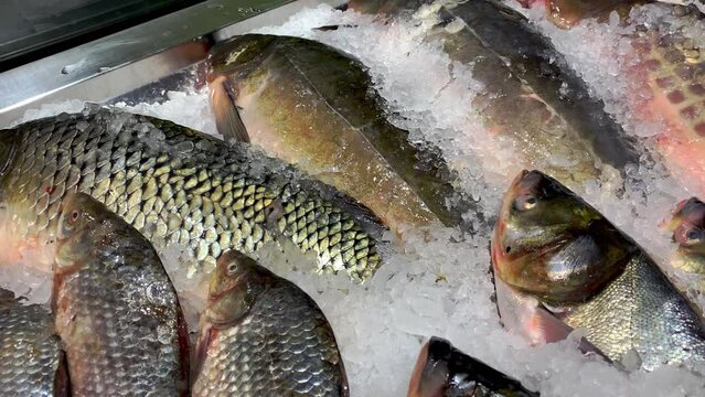 A lot of raw frozen fish crucian carp sprinkled with crushed ice on counter at fish market or in the supermarket. Close-up.