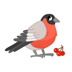 Vector  illustration of cartoon cute bullfinch isolated on white background.