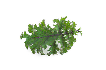 Close up kale leaves  isolated on white background.
