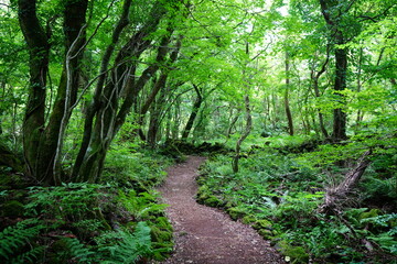 Fototapeta na wymiar fresh green forest and path in summer