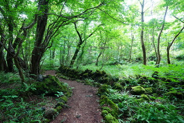 Fototapeta na wymiar fresh green forest and path in summer