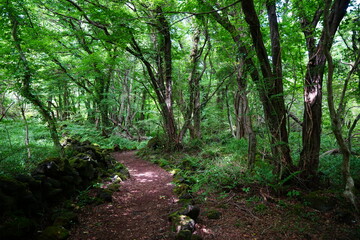 fresh green forest and path in summer
