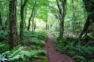 Fototapeta premium refreshing path through old trees and fern
