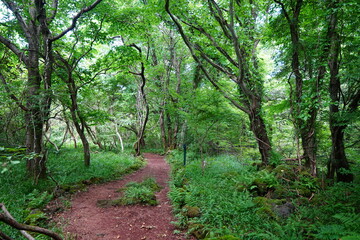 fascinating summer forest with pathway