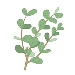 Vector cartoon illustration of eucalyptus branch isolated on white background.
