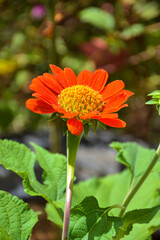 Fields of beautiful orange zinnias blooming and petals in a Thai garden.