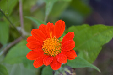 Fields of beautiful orange zinnias blooming and petals in a Thai garden.