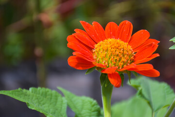 Fields of beautiful orange zinnias blooming and petals in a Thai garden.