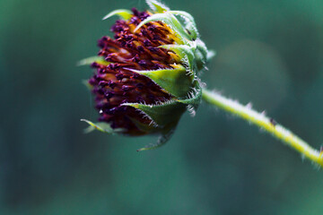 close-up macro plant almost dead