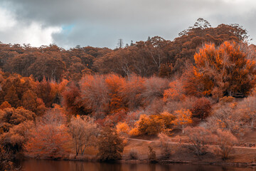 Mount Lofty Botanic Garden viewed across the pond on a day during the autumn season. Colorisation effect applied.