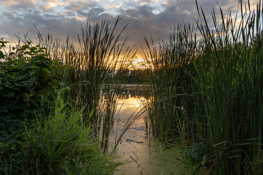 Abendstimmung in der Oberlausitzer Heide- und Teichlandschaft, Teichgebiet Milkel