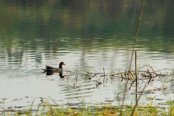 Mallard duck living in nature on the lake on a sunny day in Indonesia