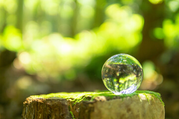 森林と水晶玉
