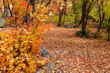 Colorful Maple plant nd fallen leaves