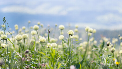 Beautiful airy floral background. White flowers in the Carpathian mountains. Copy space