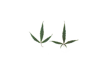 Dried cannabis leaves isolated on white background.