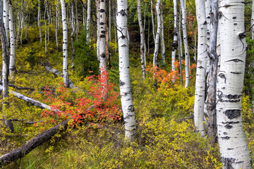 Silver birch trees in the forest with fall foliage