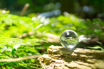 苔と水晶玉