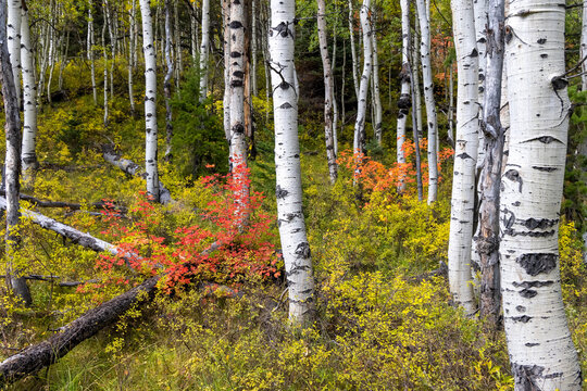 Silver Birch Trees In The Forest With Fall Foliage