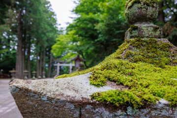 神社の灯篭に生す苔