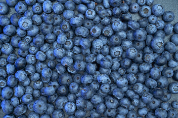 Fresh hand-picked blueberries background with copy space for your text. Border design. Vegan and vegetarian concept. Macro texture of blueberry berries. Summer healthy food.
