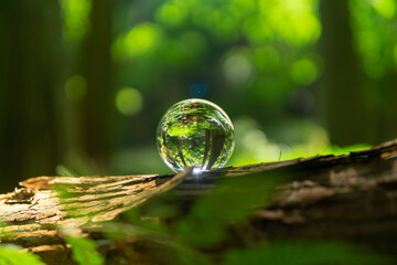 苔と水晶玉