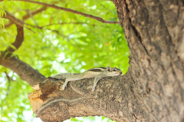 Squirrel resting on tree. Squirrel sitting. Neem tree. Azadirachta indica.