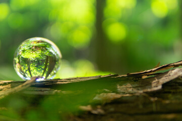 苔と水晶玉