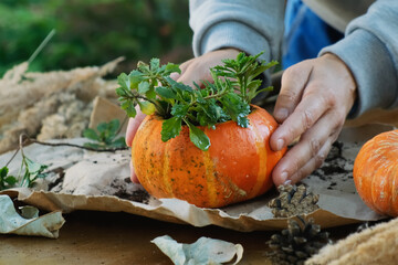 Autumn garden decor, pumpkin succulent planter. - obrazy, fototapety, plakaty