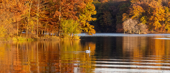 Mute swan in middle of the lake in Kensington Metro park, Michigan