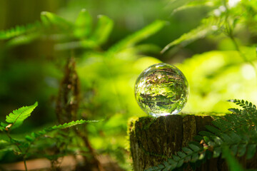 苔と水晶玉