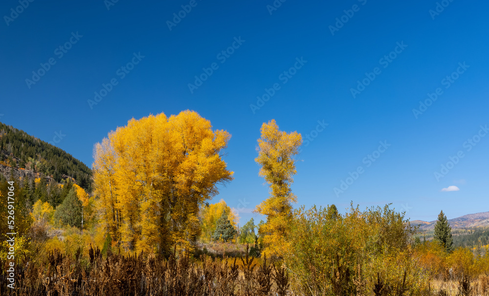 Sticker tall cottonwood trees in uinta wasatch cache national forest, utah.