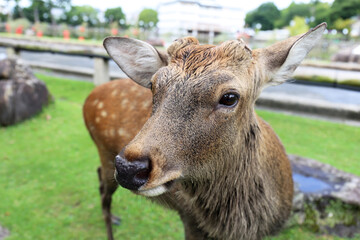 奈良公園の鹿