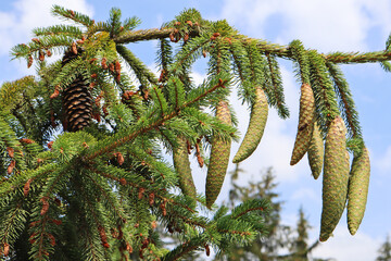 Fresh pine cones in the tree in summer time