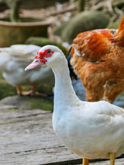portrait of a duck in the garden