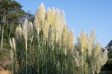 Cortaderia selloana, pampas grass large fluffy spikelets of white and silver-white color against...