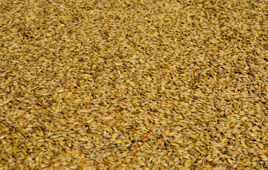Barley grains textured background. The barley(Hordeum vulgare), is a major cereal grain grown in...
