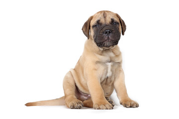 Obraz premium sitting puppy bullmastiff isolated on studio